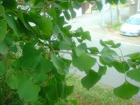 �C�`���E
