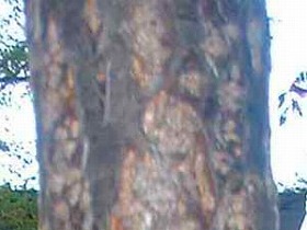 �T���V�o��